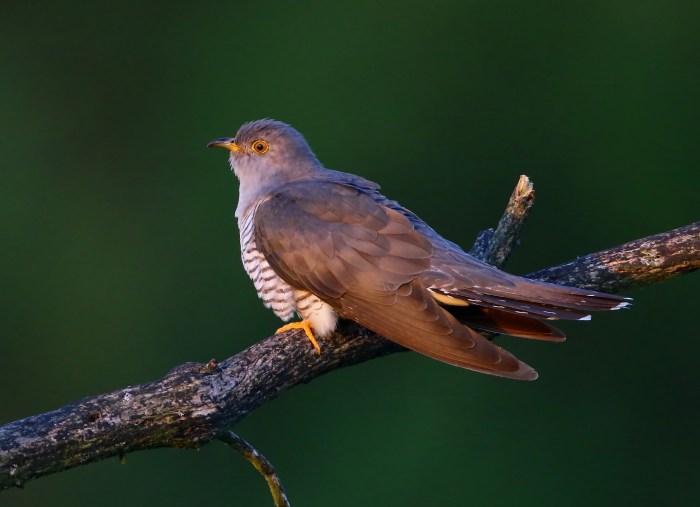 Cuckoo cuckoos